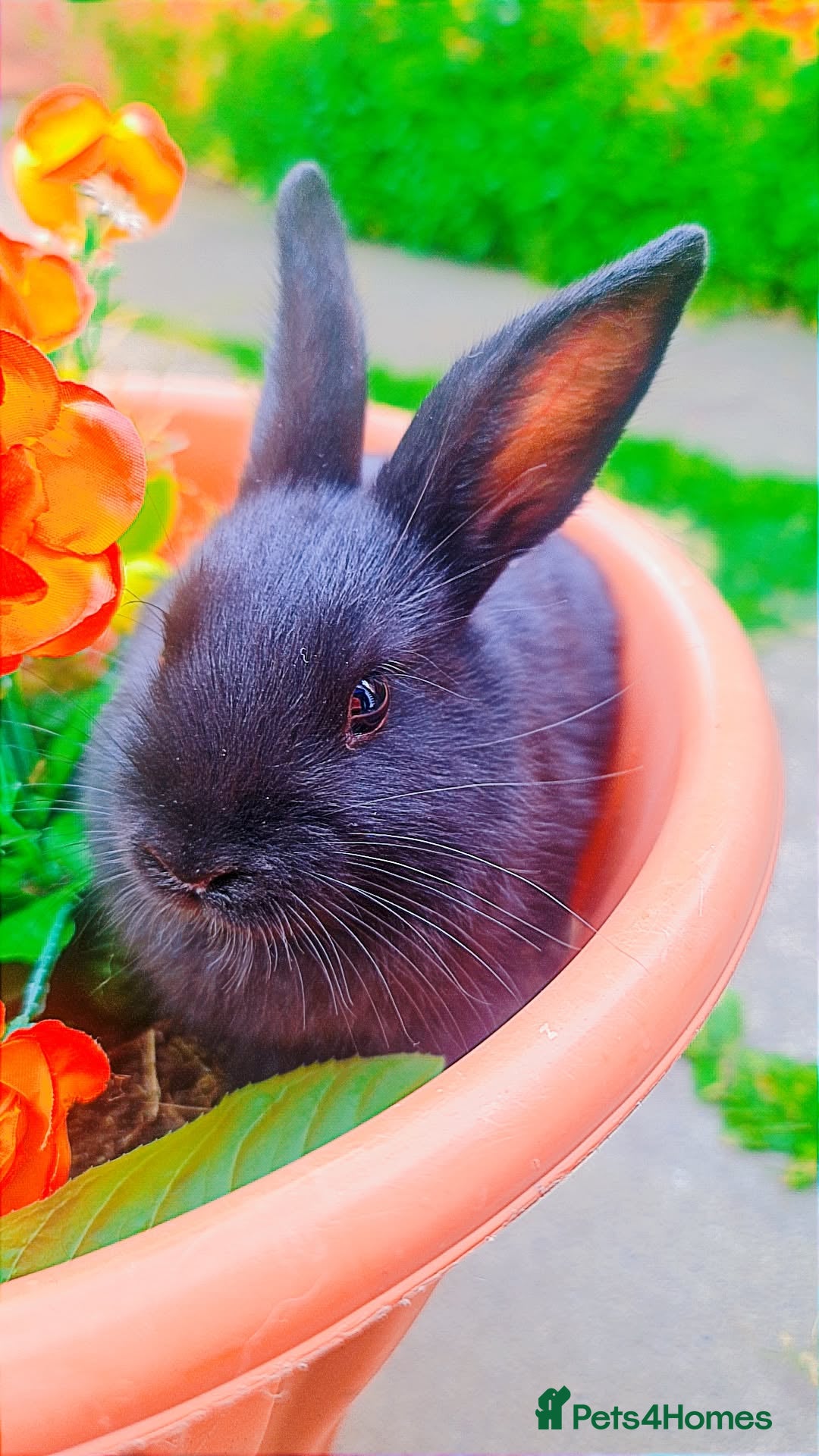 Alaska rabbits for sale: 3 Alaskan baby rabbits - Image 4