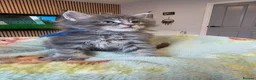 Maine Coon cats for sale: Maine coon kittens - Advert 14