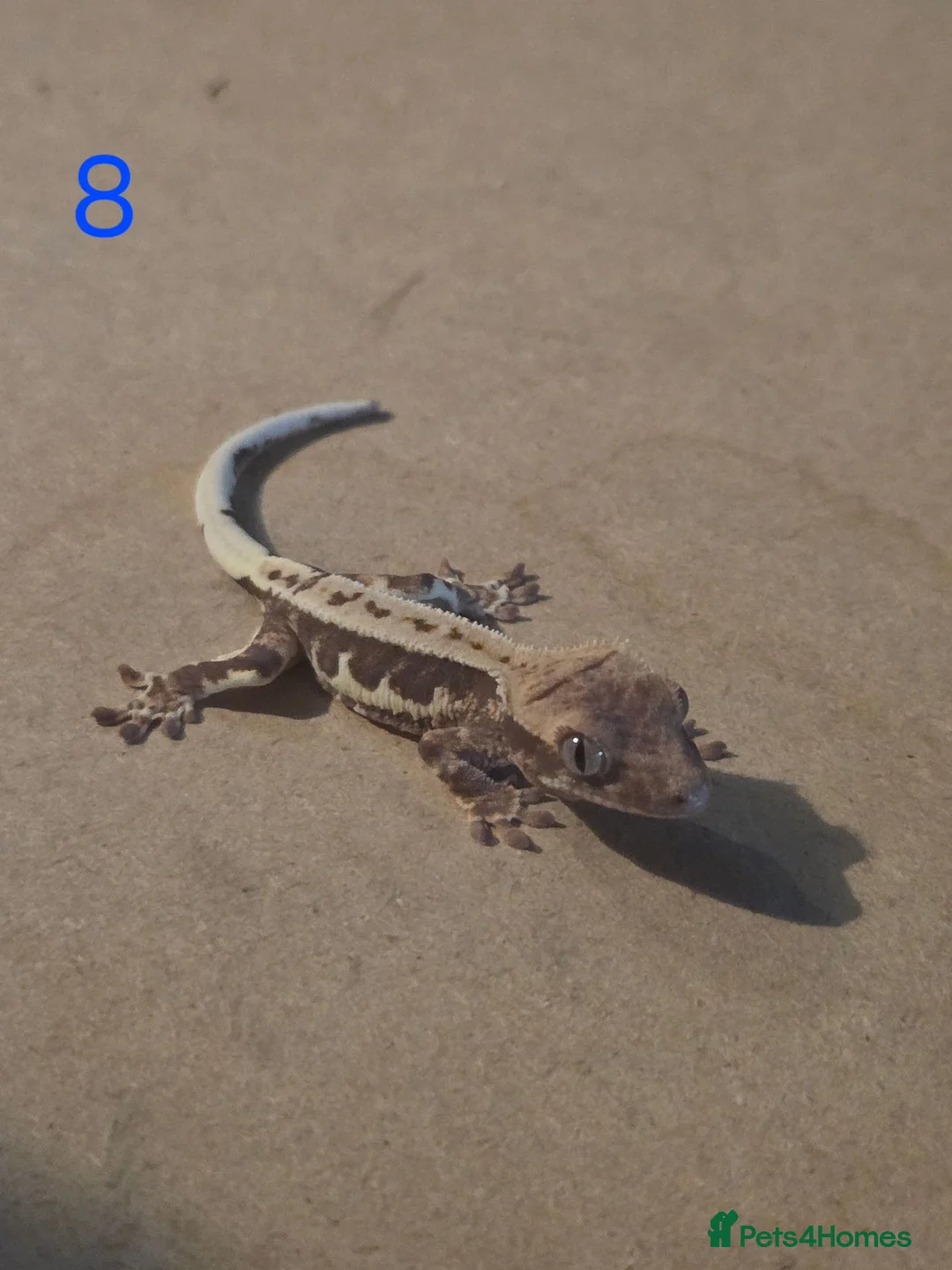 Gecko reptiles for sale: 💞 5 crested gecko babies🤩 for sale prices vary. - Advert 2