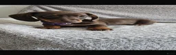 Dachshund dogs for sale: Dachshund puppies  - Advert 1