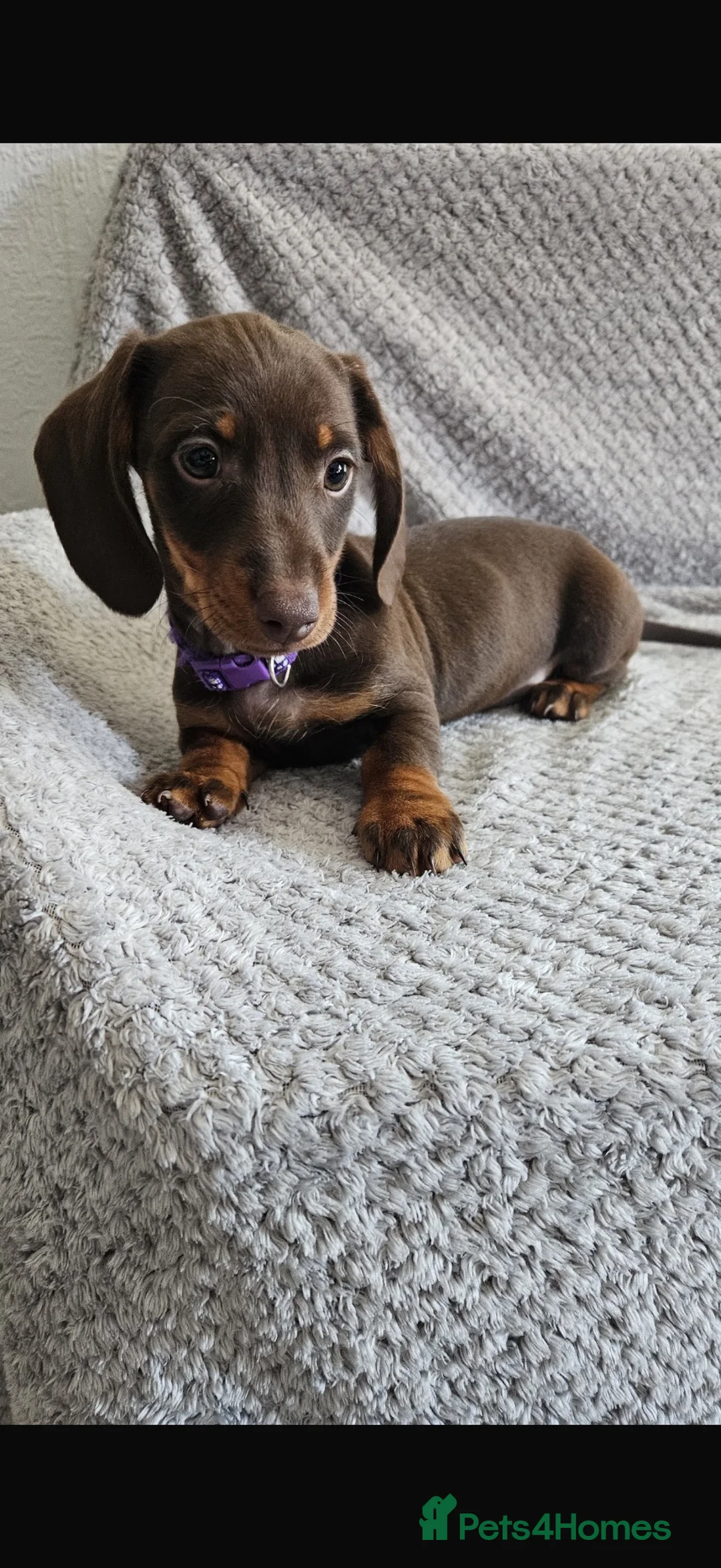 Dachshund dogs for sale: Dachshund puppies  - Advert 1
