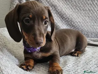 Dachshund dogs Dachshund puppies - Advert 1