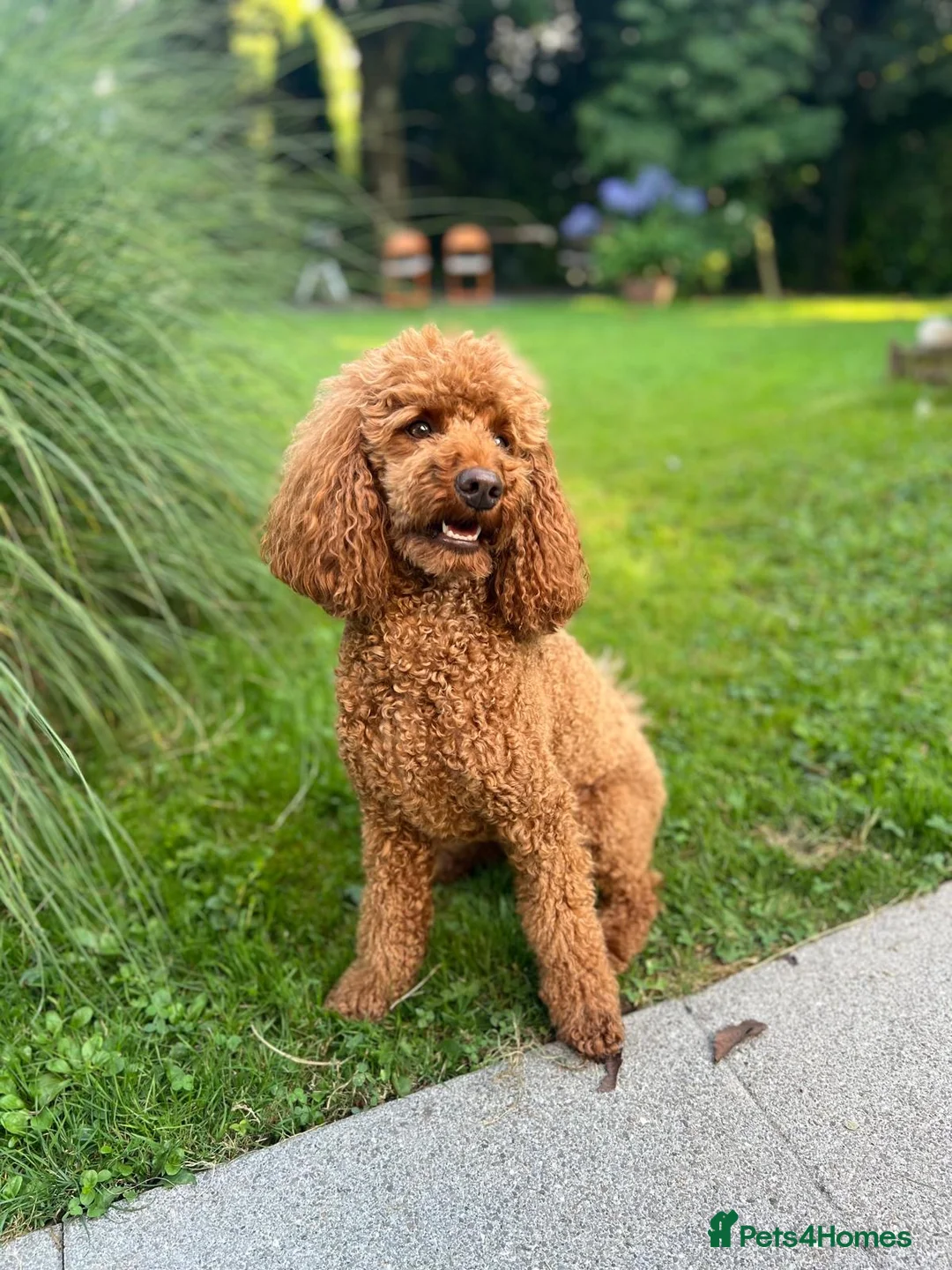 Poodle dogs for sale: Red Moyen (medium) poodle puppy for sale in London - Advert 2