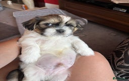 Zuchon dogs for sale: Zuchon pups - Image 13