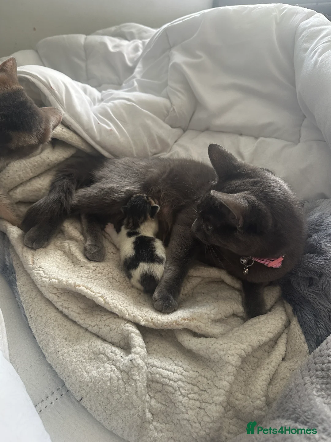 Mixed Breed cats for sale: Female and male kittens in Stoke-on-Trent - Advert 2