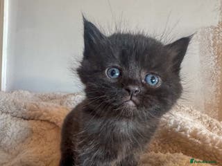 Ragdoll cats 1 female ragdoll cross - Advert 11