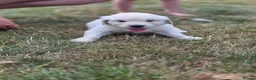 Golden Retriever dogs for sale: Gorgeous KC registered puppies for sale - Advert 8