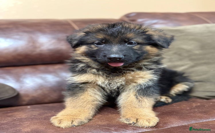 German Shepherd dogs - Advert 1