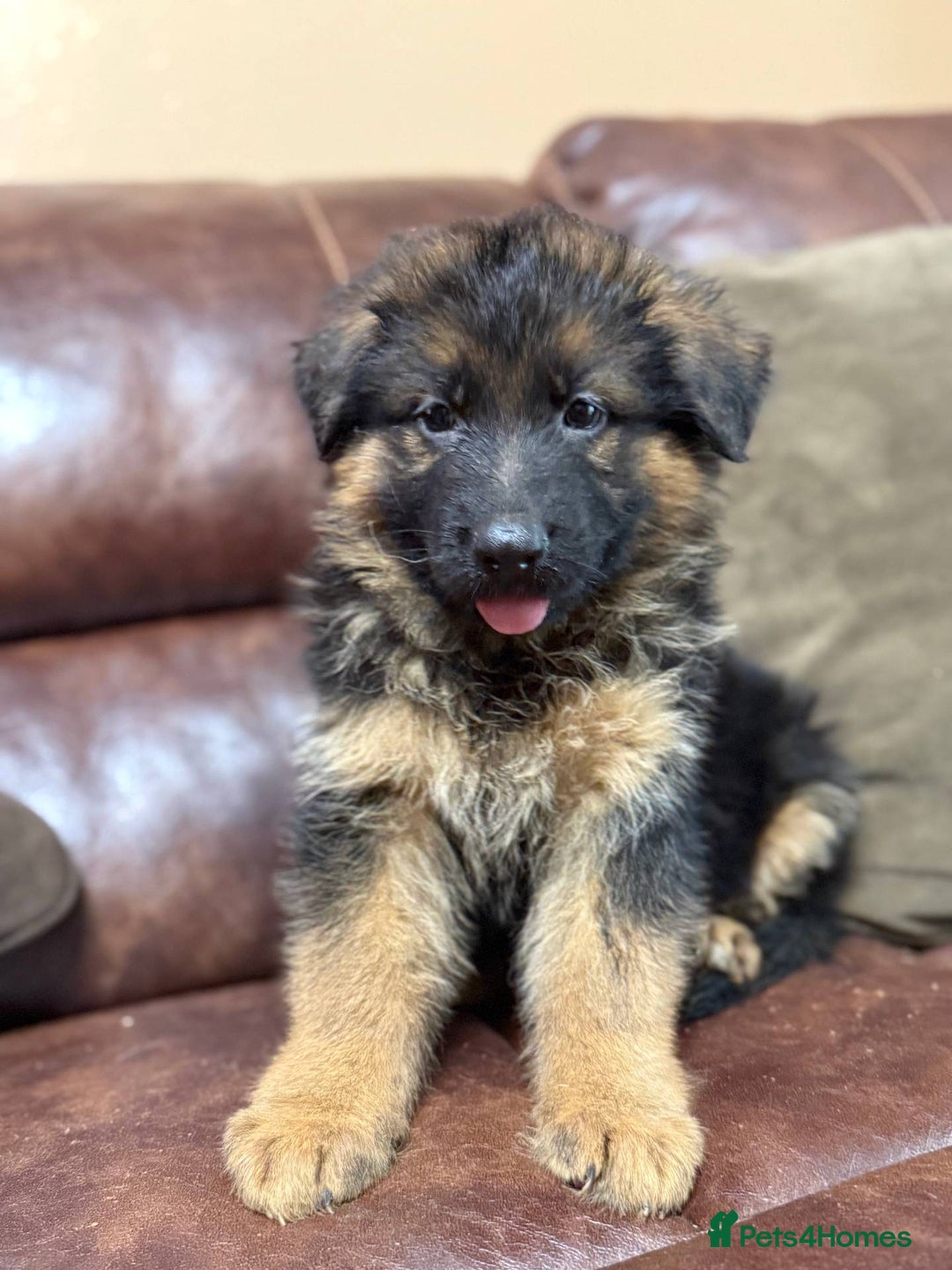 German Shepherd dogs for sale: German Shepherd purebred - Image 1