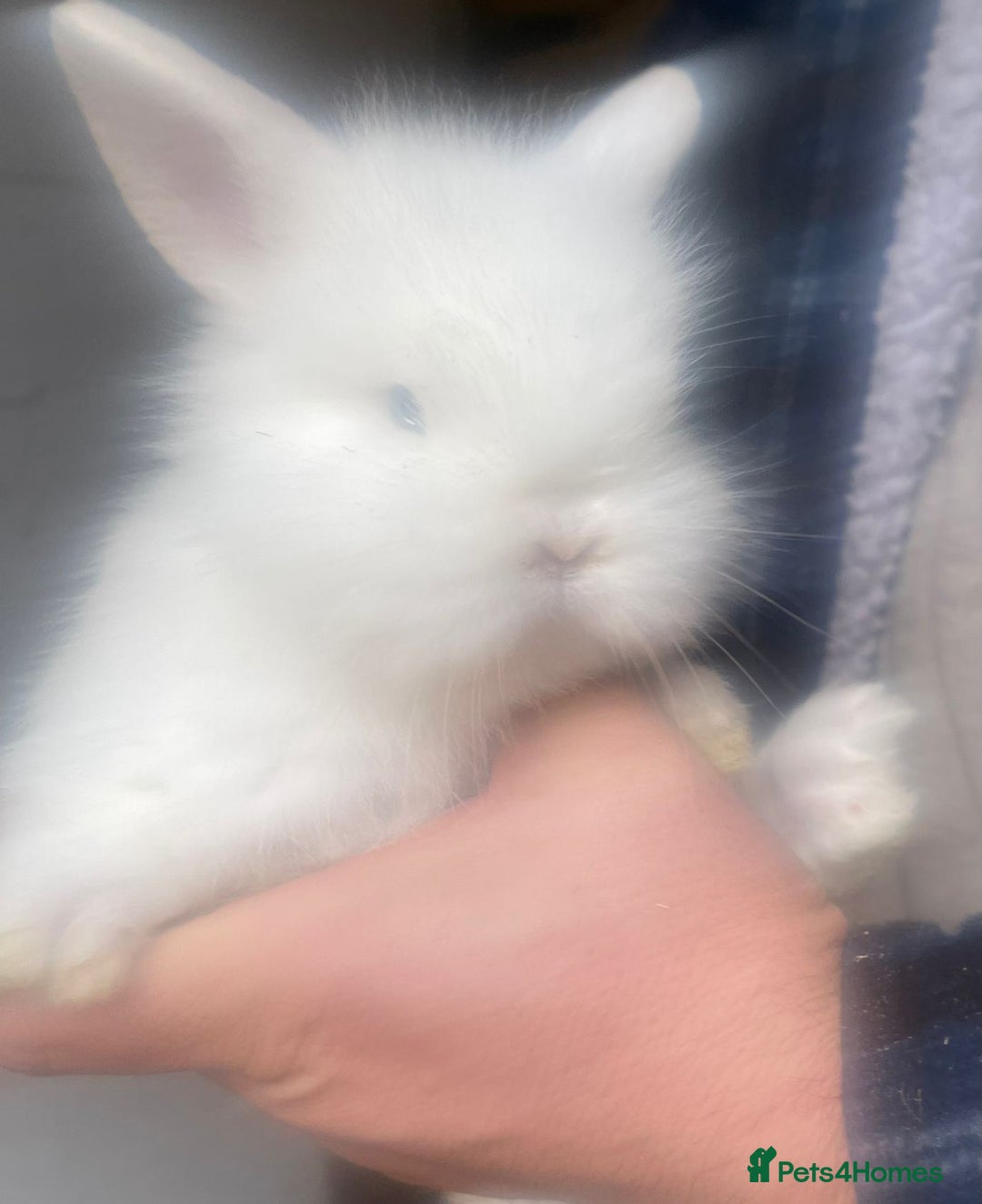 Lionhead rabbits for sale: Baby Lionhead bunnies  - Advert 15