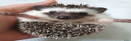 Pygmy Hedgehog rodents for sale: Full pedigree African pygmy hedgehog babies  - Advert 14