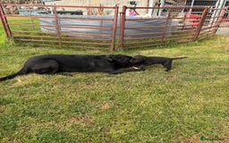 Labrador Retriever dogs for sale: 1 X Black Labrador Male  - Image 4