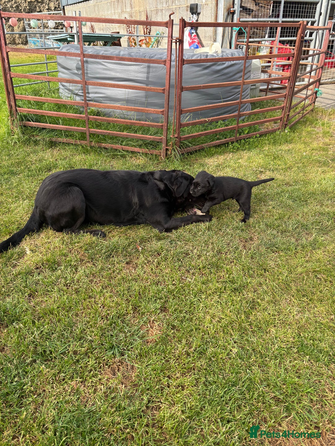 Labrador Retriever dogs for sale: 1 X Black Labrador Male  - Image 4