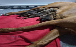 Rhodesian Ridgeback dogs for sale: Super chunky Rhodesian Ridgeback puppy - Image 13