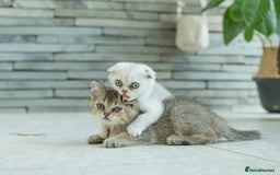 Scottish Fold cats for sale: Need home ASAP Full pedigreeTICA reg Scottish Fold in Barnet - Image 24