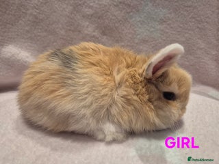 Mixed Breed rabbits 8 x babies ready to leave 6th jan - Advert 2