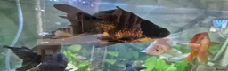 Fancy Goldfish fish for sale: Proven Breeding Pair of Black Moors - Advert 2