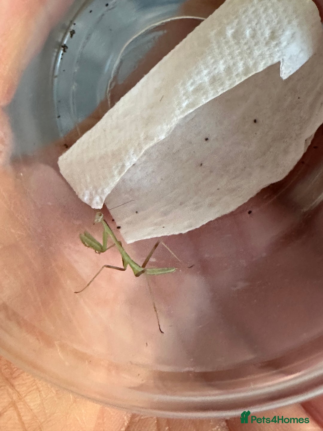 Praying Mantis invertebrates for sale: Giant Asian mantis nymph  - Advert 6