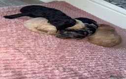 Cavapoo dogs for sale: Cavapoo puppies  - Image 2