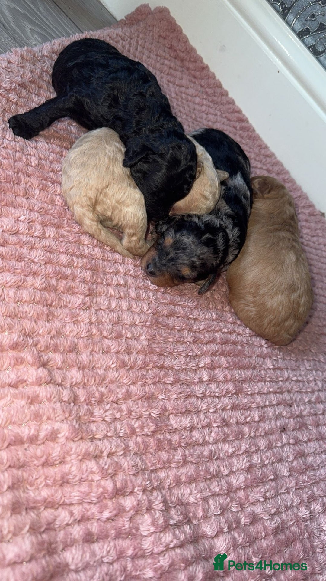 Cavapoo dogs for sale: Cavapoo puppies  - Image 2