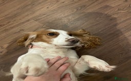 Cocker Spaniel dogs for sale: Cocker Spaniel  - Image 2