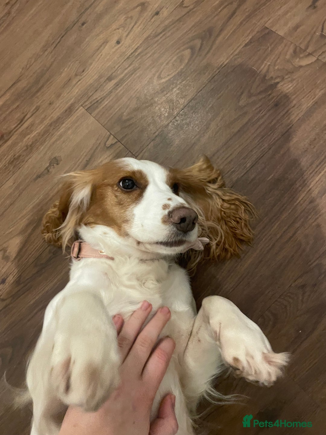 Cocker Spaniel dogs for sale: Cocker Spaniel  - Image 2