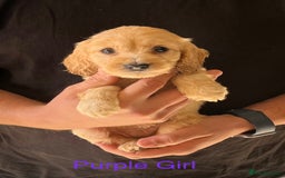 Cockapoo dogs for sale: Beautiful Cockapoo Puppies - Image 8