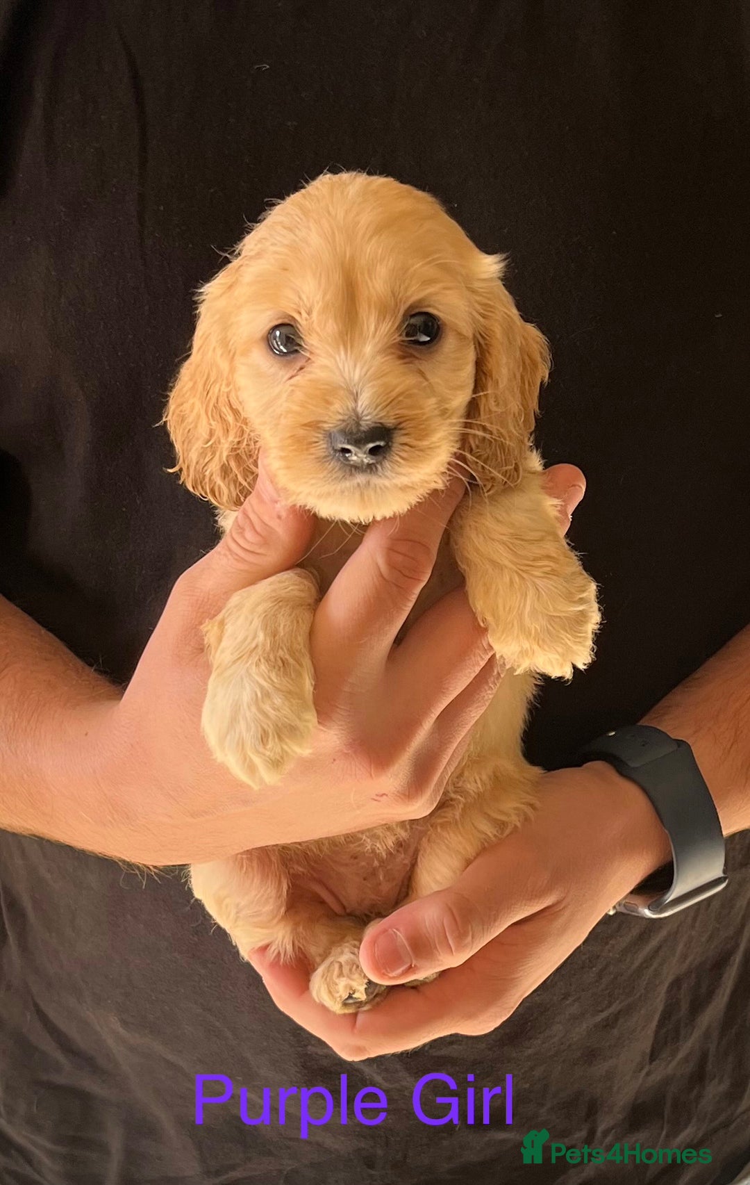 Cockapoo dogs for sale: Beautiful Cockapoo Puppies - Image 8