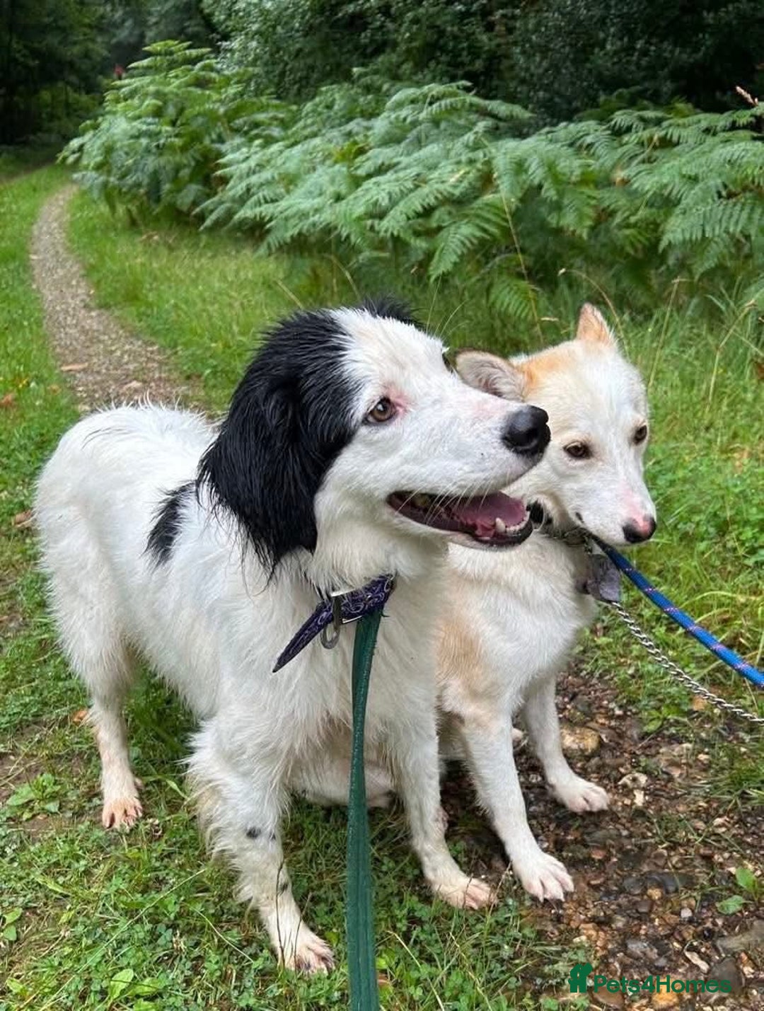 Mixed Breed dogs for adoption: Spotty - Norwich Norfolk  - Image 8