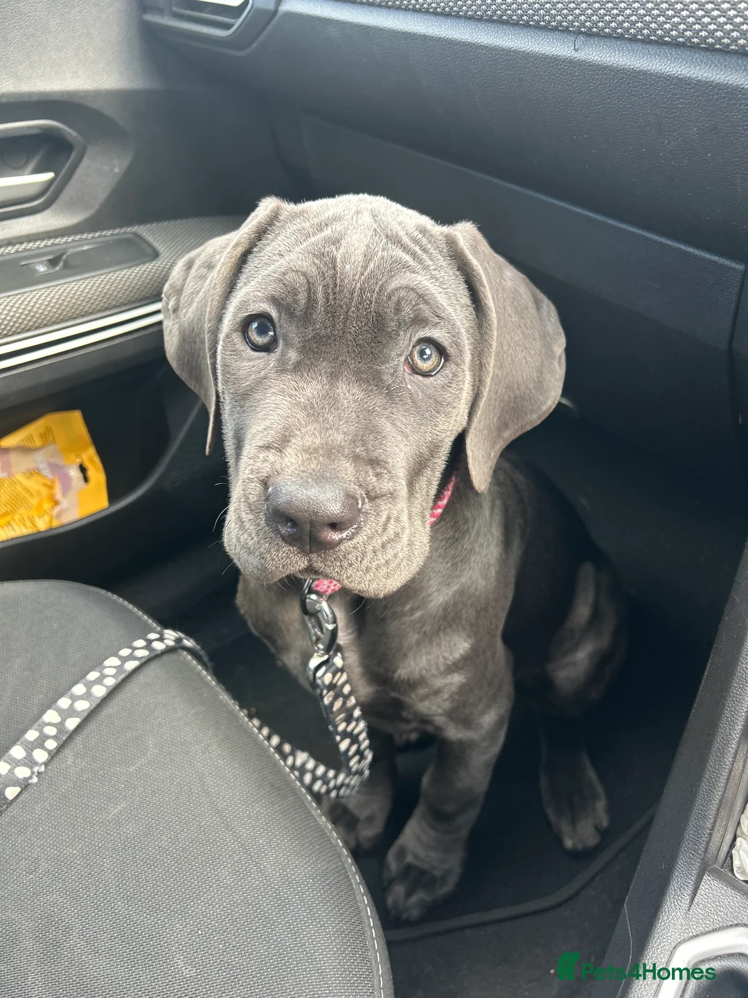 Cane Corso dogs for sale: cane corso for sale  in Newcastle upon Tyne - Advert 8