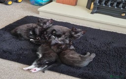 Domestic Shorthair cats for sale: Beautiful kittens looking for their forever home  - Image 1