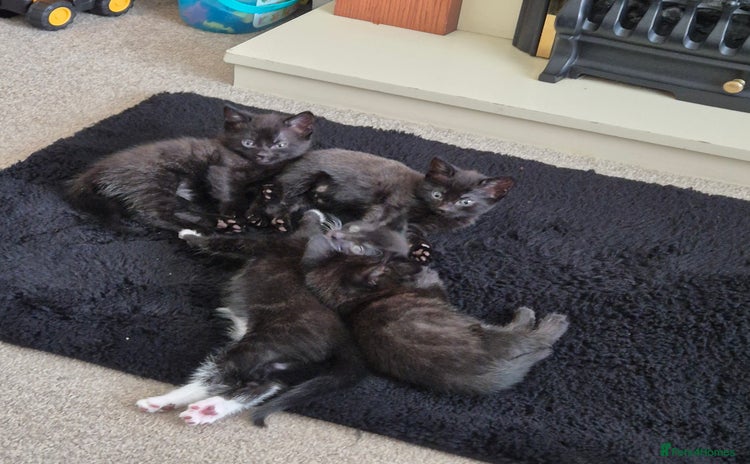Domestic Shorthair cats - Advert 4
