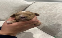 Cavapoo dogs for sale: F1 cavapoo puppies heath tested  - Image 25