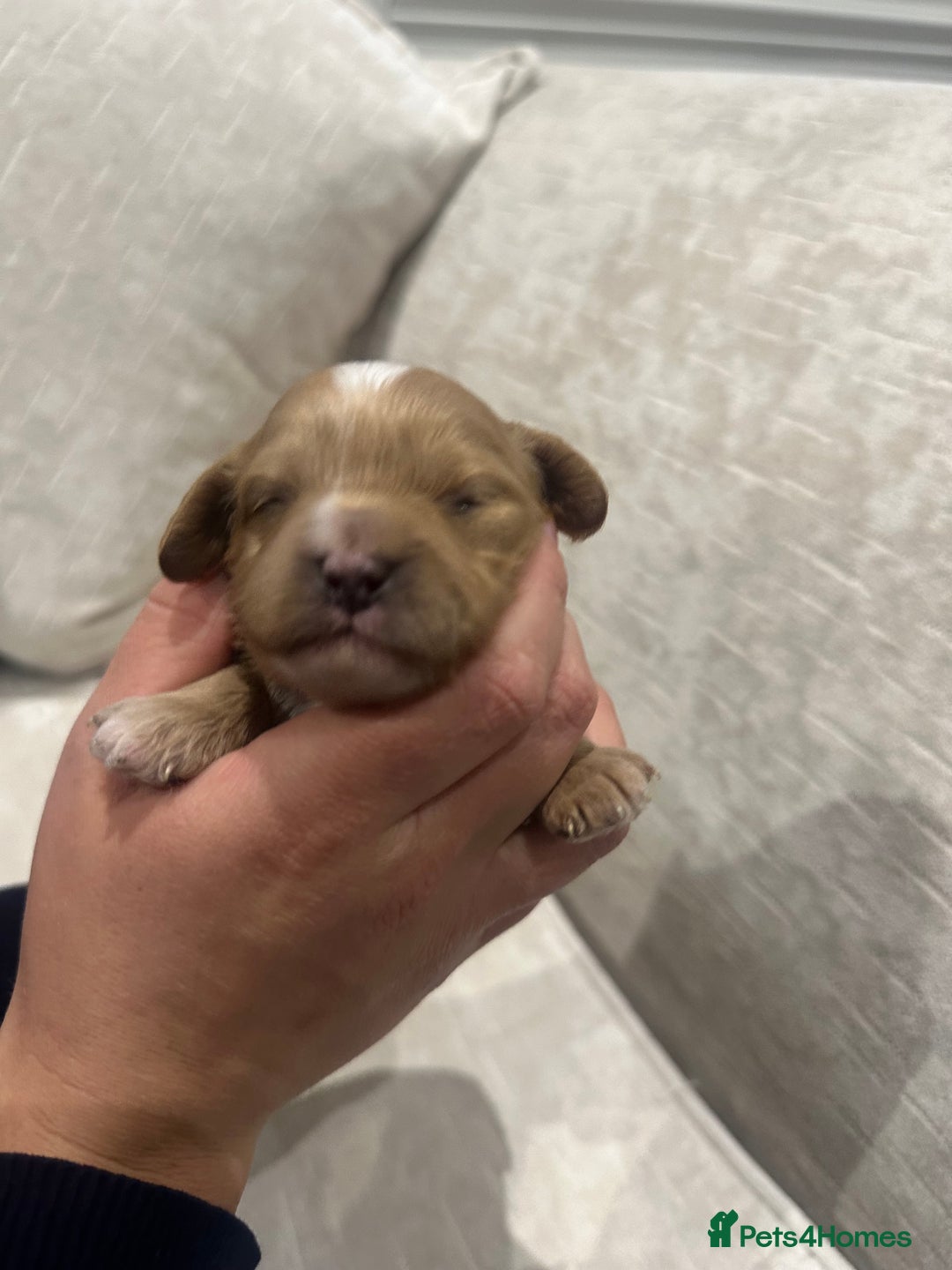 Cavapoo dogs for sale: F1 cavapoo puppies heath tested  - Image 25