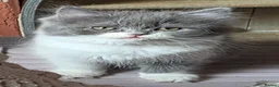Persian cats for sale: Beautiful Ragdoll/Persian Kittens. - Advert 22