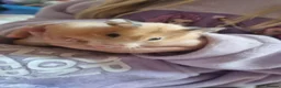 Hamster rodents for sale: Syrian hamster  in Crediton - Advert 3