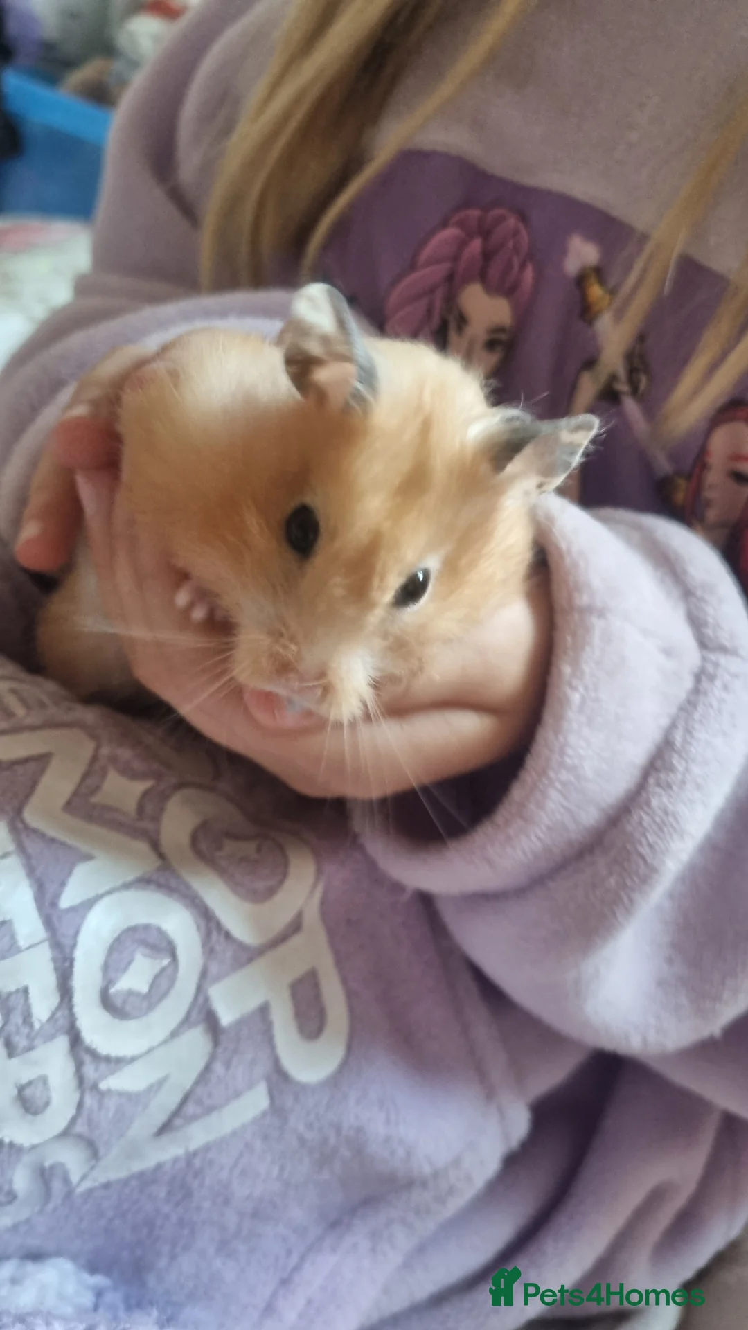 Hamster rodents for sale: Syrian hamster  in Crediton - Advert 3