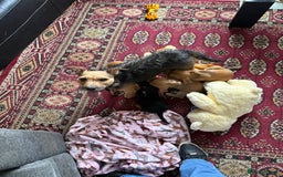 Mixed Breed dogs for sale: Lakeland/patterdale cross Jackchi puppies  - Image 21