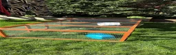 Guinea Pig rodents for sale: 4 Female Guinea Pigs in Chipping Campden - Advert 8