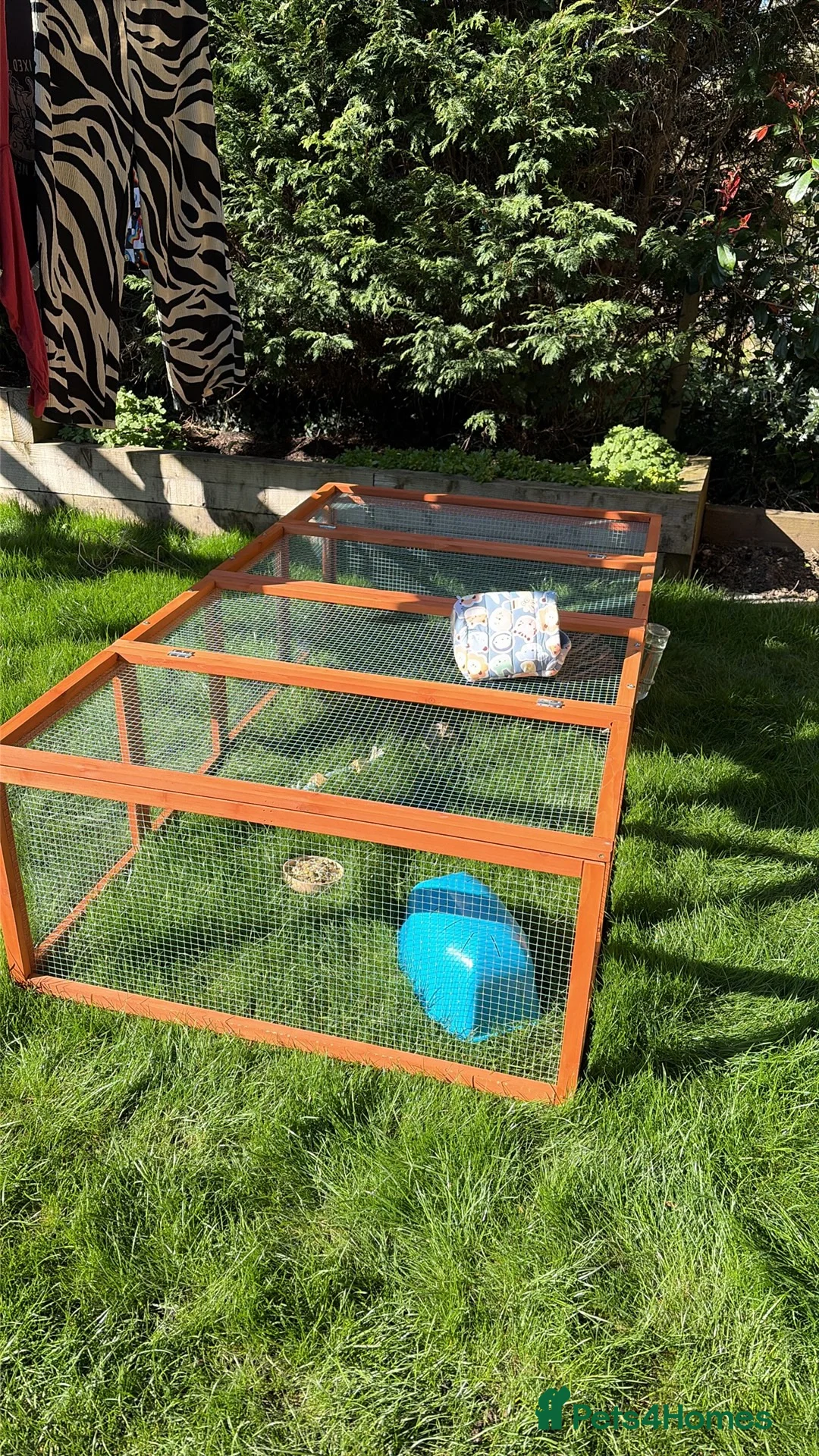Guinea Pig rodents for sale: 4 Female Guinea Pigs in Chipping Campden - Advert 8