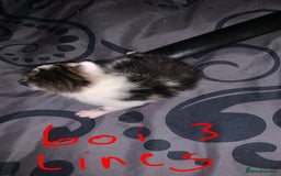 British Longhair cats for sale: Kittens for sale  - Image 7