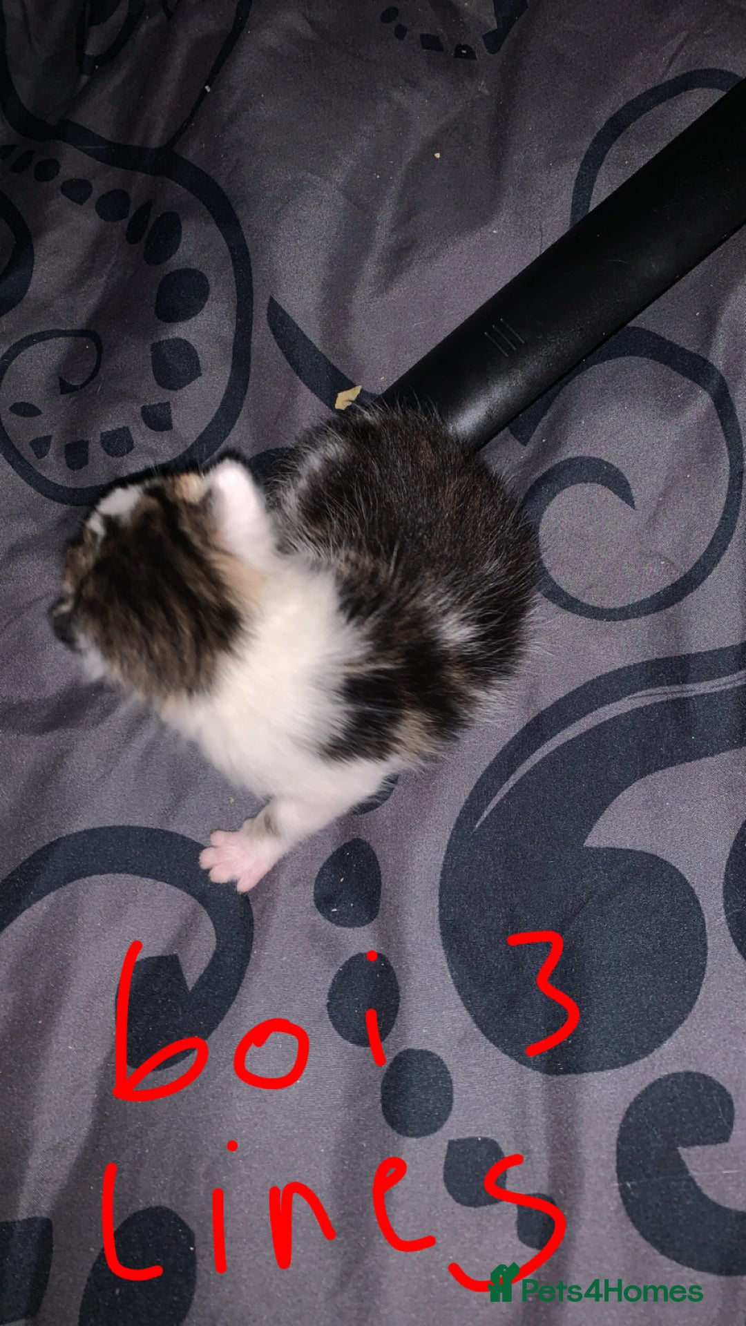 British Longhair cats for sale: Kittens for sale  - Image 7