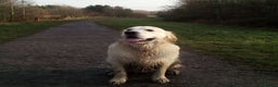 Golden Retriever dogs for stud: Purebred KC Registered Golden Retriever for Stud - Advert 8