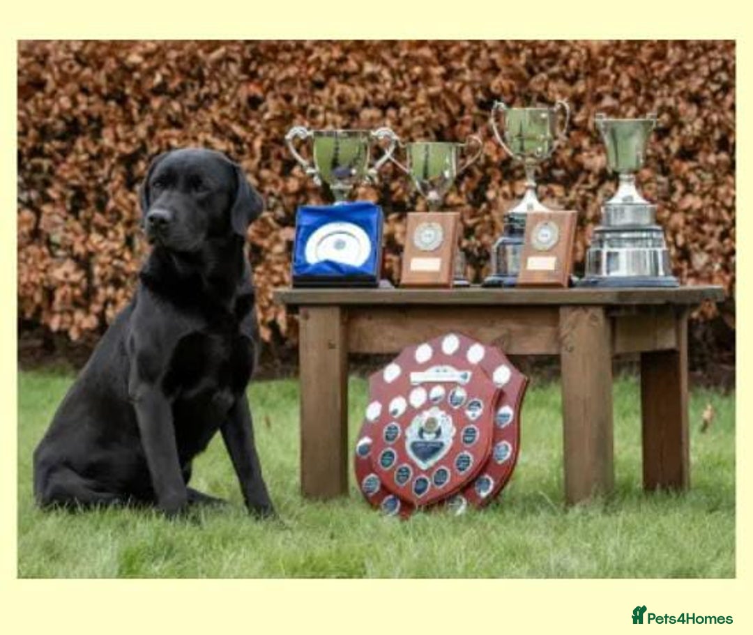 Labrador Retriever dogs for sale: KC registered, FtCH bloodline labradors  - Advert 6