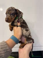 Miniature Dachshund dogs KC reg miniature dachshund puppies 4 girls 4 boys - Advert 9