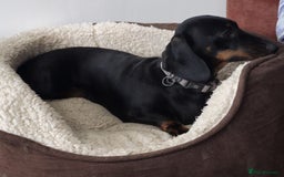 Miniature Dachshund dogs for sale: Miniature dachshund female - Image 22