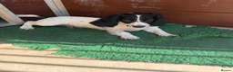 Cocker Spaniel dogs for sale: Health tested parents Fully Vaccinated  - Advert 4