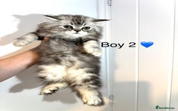 Persian cats for sale: Persian kittens - Image 7