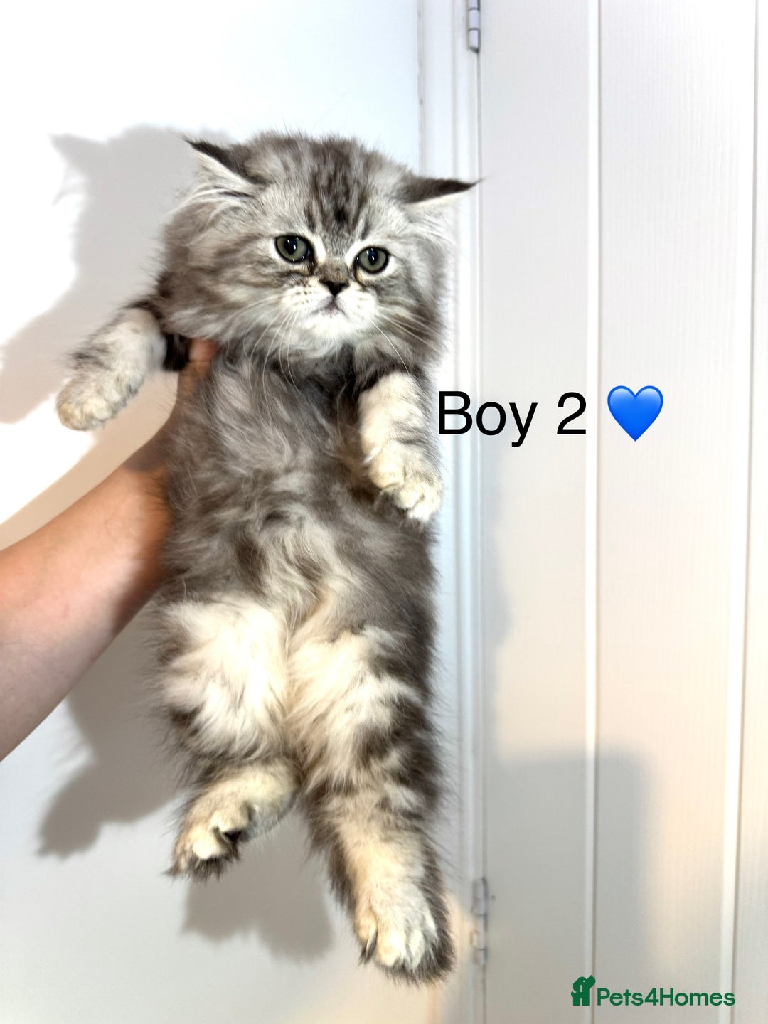 Persian cats for sale: Persian kittens - Image 7