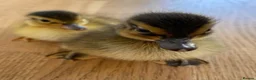 Ducks poultry for sale: Day old Call Ducks for sale!  - Advert 3